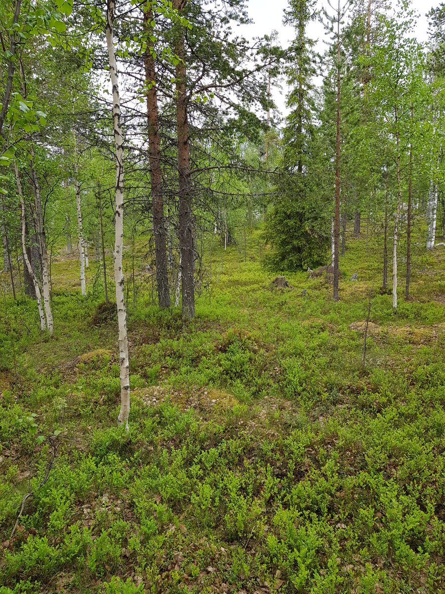 Kesäisessä metsässä kasvaa koivuja, kuusia ja mäntyjä.