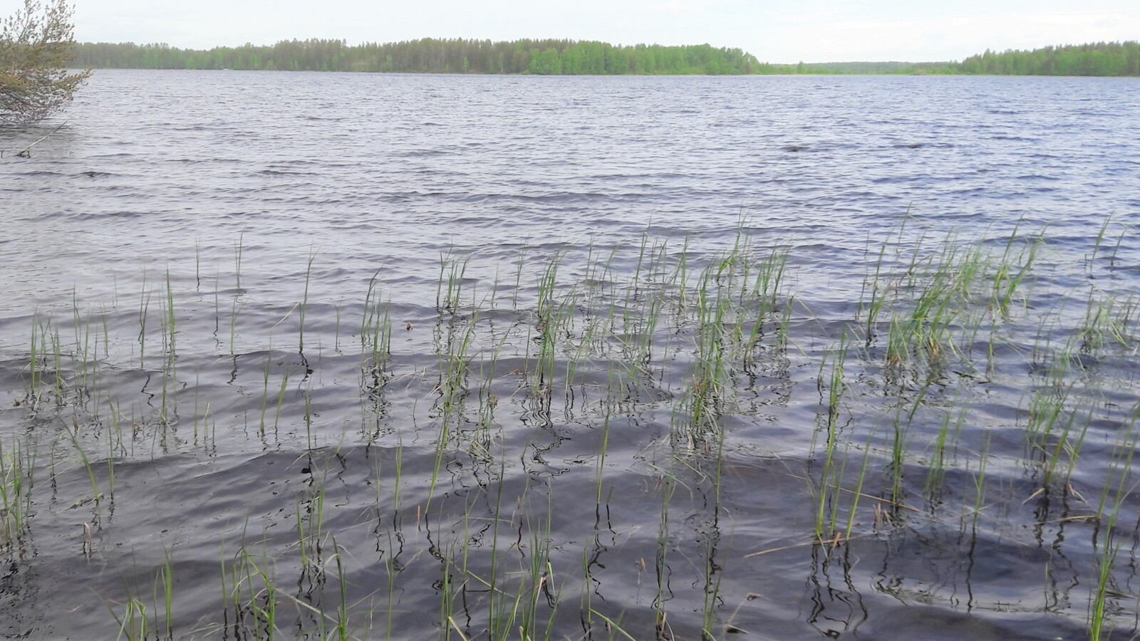 Kesäisessä järvimaisemassa rantavedessä kasvaa vesikasveja. Vesi laineilee hieman.