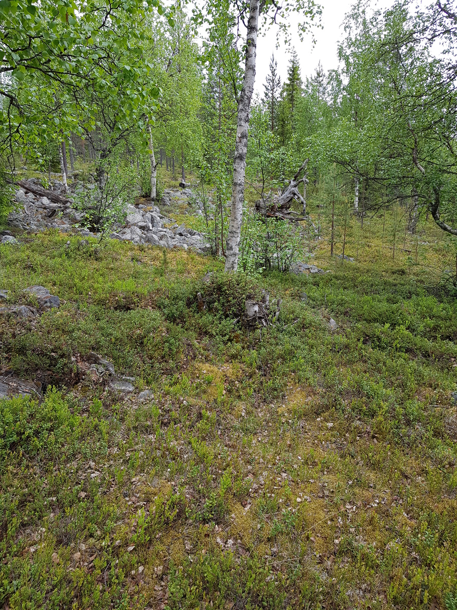 Kesäisessä metsässä kasvaa koivuja ja kuusia. Keskellä on kivikko.