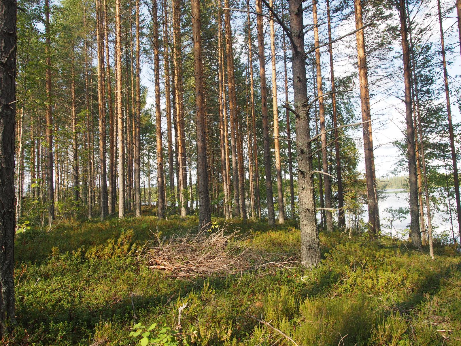 Aurinko paistaa avaraan mänytmetsään, jonka takana avautuu järvimaisema.