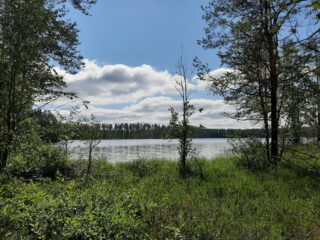 Lehtipuut reunustavat kesäistä järvimaisemaa. Etualalla on ruohikkoa ja taivaalla poutapilviä.