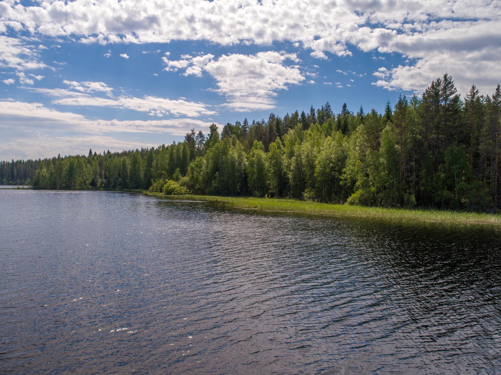 Kesämaisemassa sekametsä reunustaa järveä vasemmalle kaartavassa rantaviivassa.