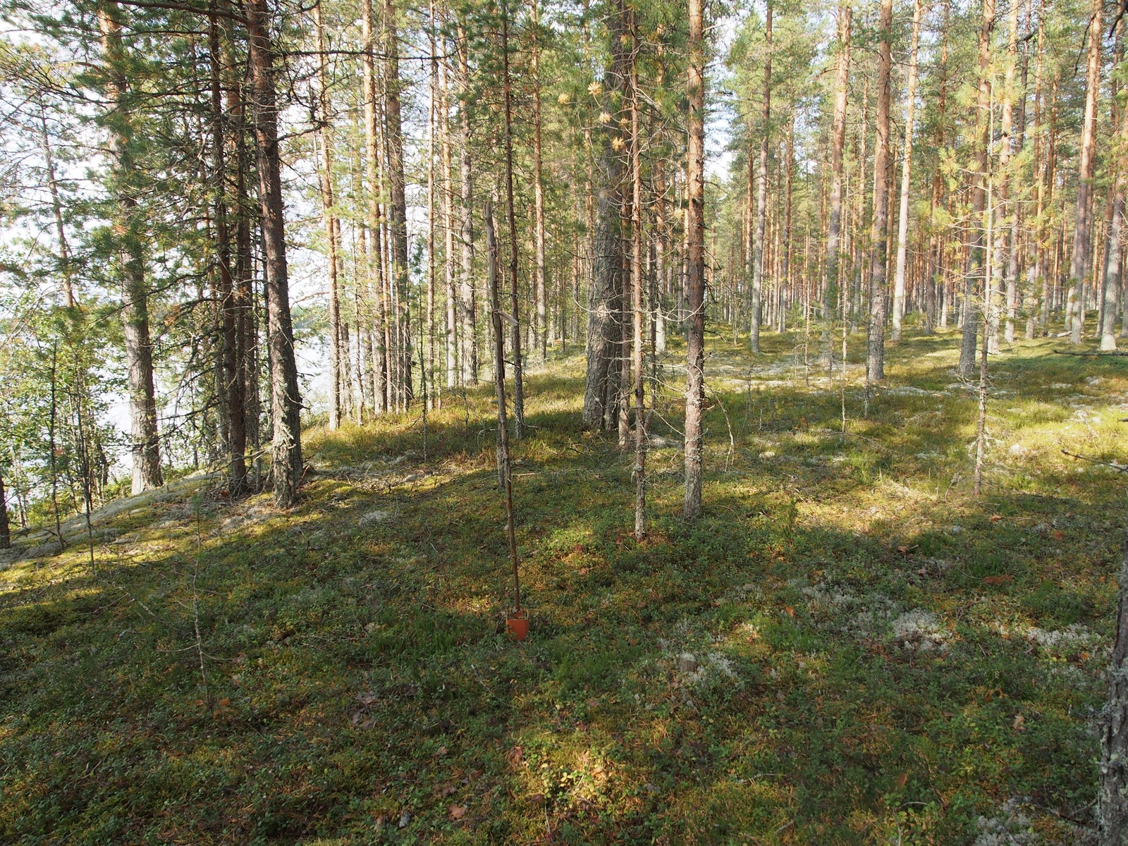 Avaran mäntykankaan maasto viettää loivasti alas rantaan. Vasemmalla puiden takaa häämöttää järvi.