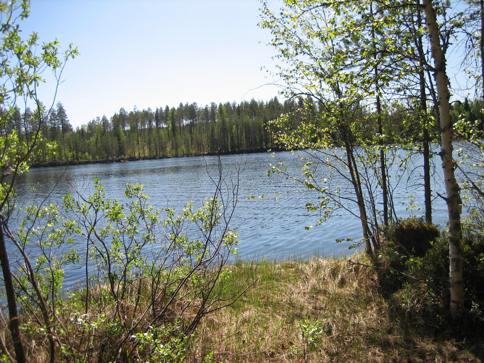 Rannassa kasvavien nuorien puiden takana avautuu kesäinen järvimaisema.