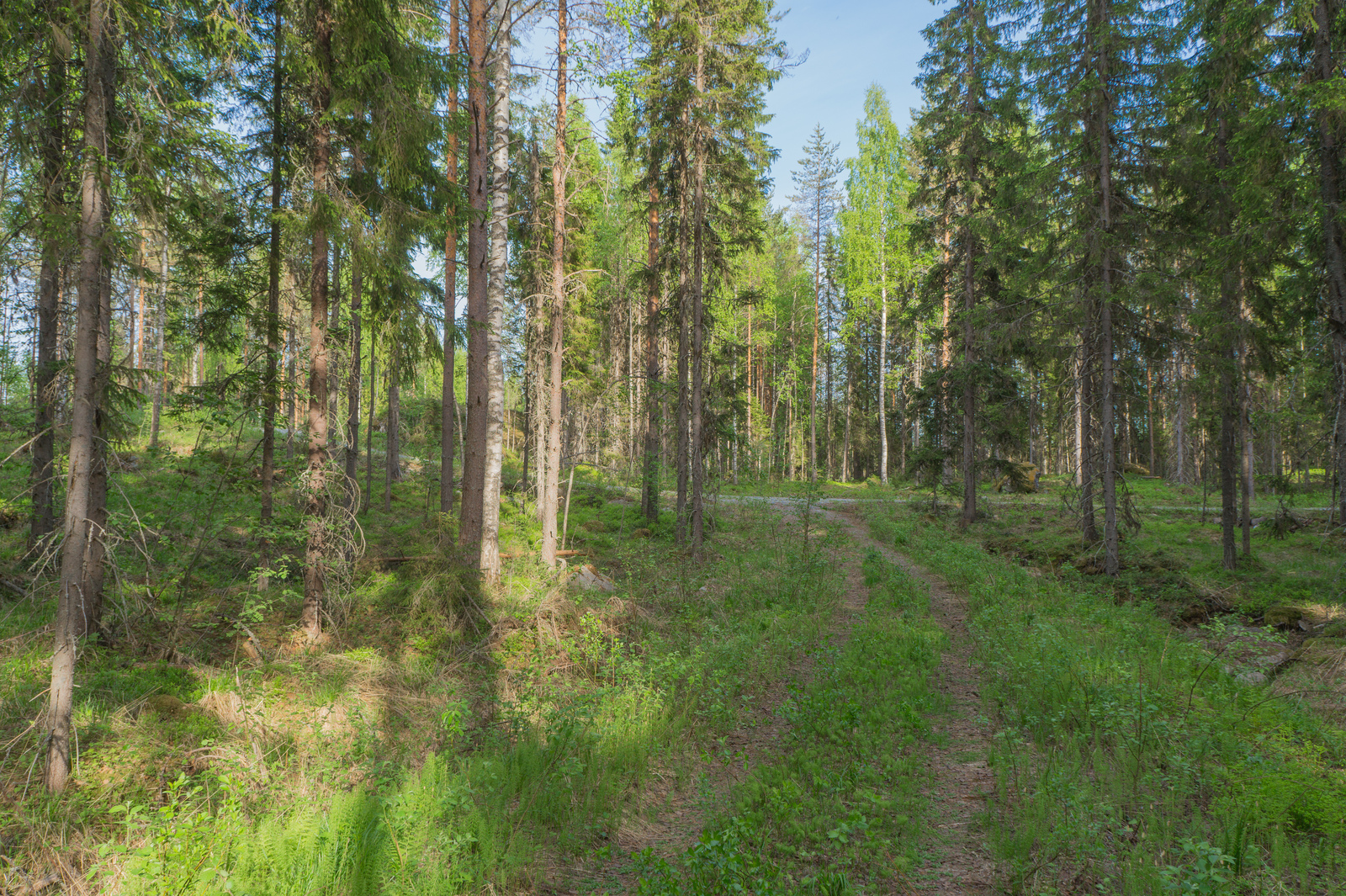 Ruohottunut tieura kulkee kuusivaltaisessa metsässä ja yhtyy taustalla kulkevaan tiehen.