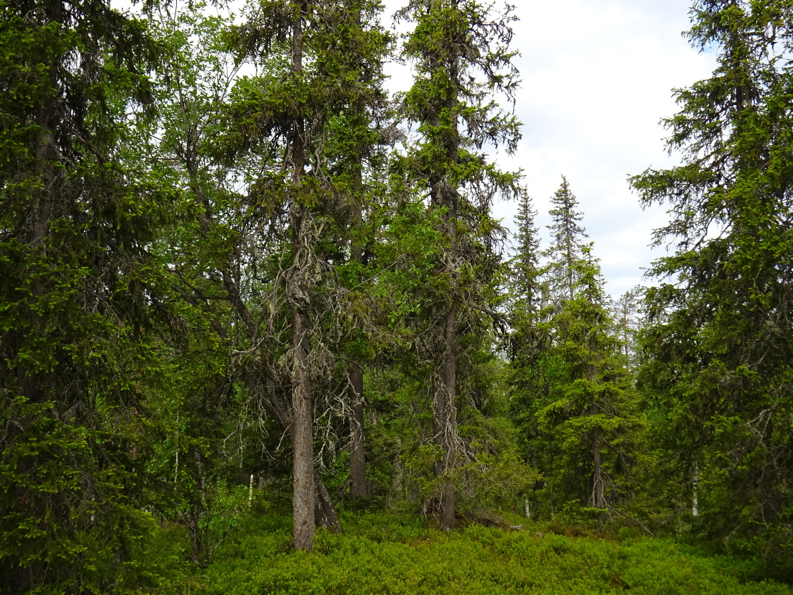 Runsaskasvuisen kuusivaltaisen metsän aluskasvillisuutena on mustikanvarpuja.
