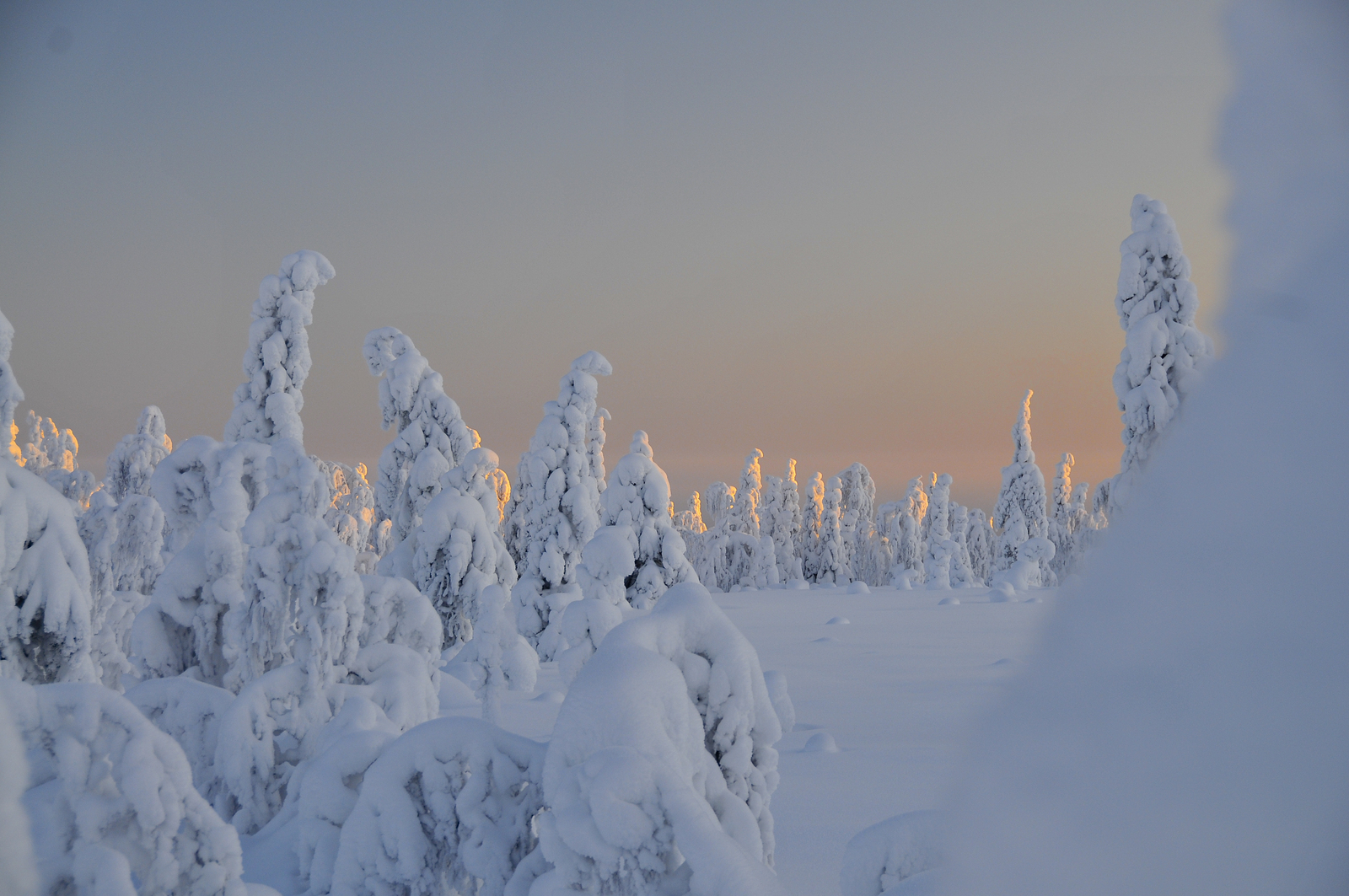 Aurinko valaisee tykkylumisten puiden latvoja talvimaisemassa.