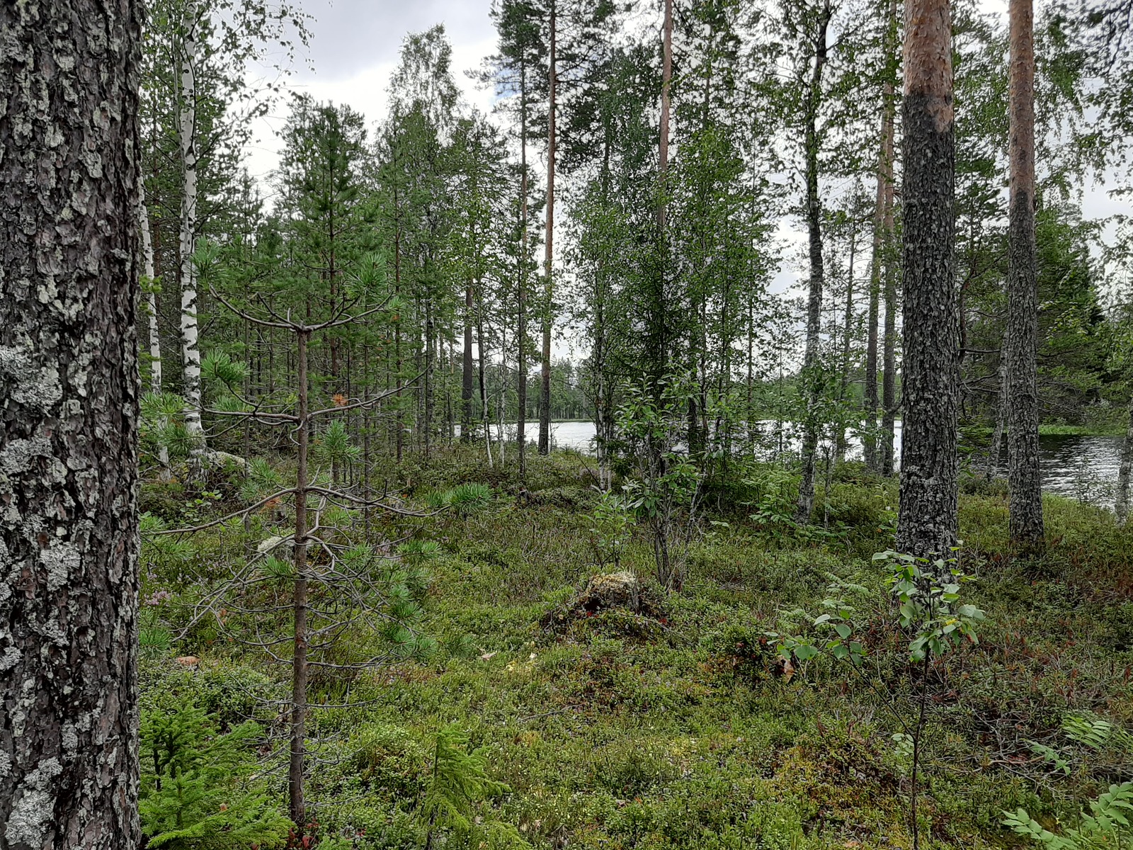 Rannan tuntumassa kasvavien lehti- ja havupuiden takana häämöttää järvimaisema.