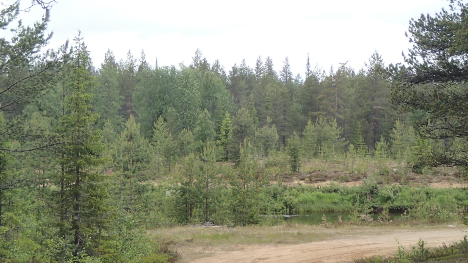 Mökkitie kulkee metsän reunustaman Kemijoen varrella.