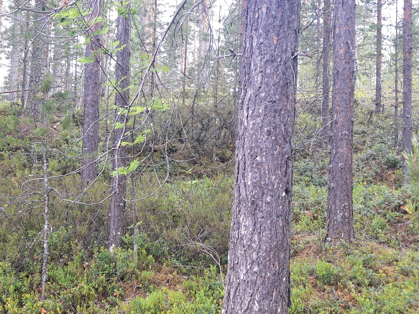 Rinteessä kasvaa eri-ikäisiä mäntyjä, katajia ja varpukasveja.