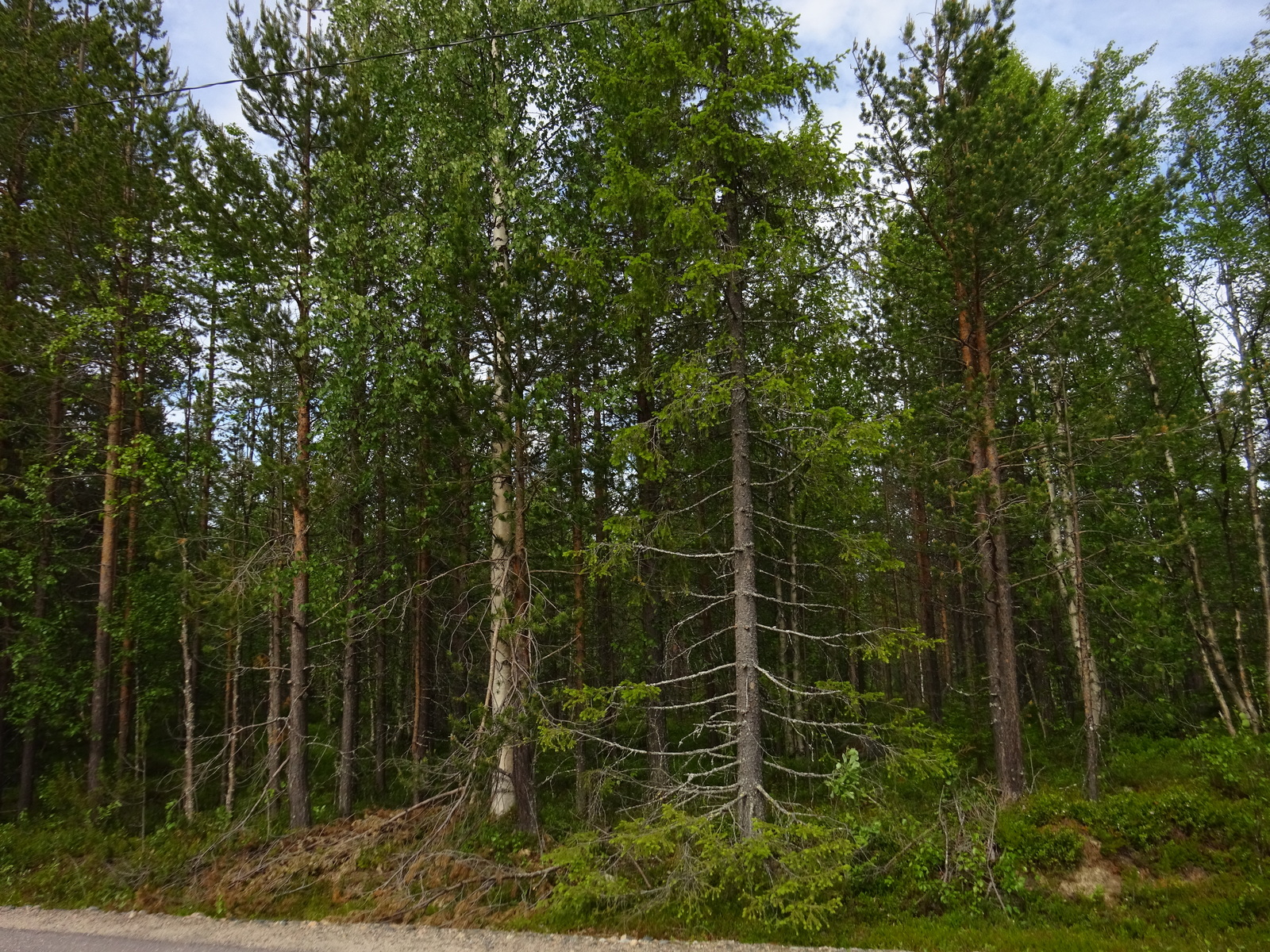 Kesäisessä sekametsässä kasvaa koivuja, kuusia ja mäntyjä.