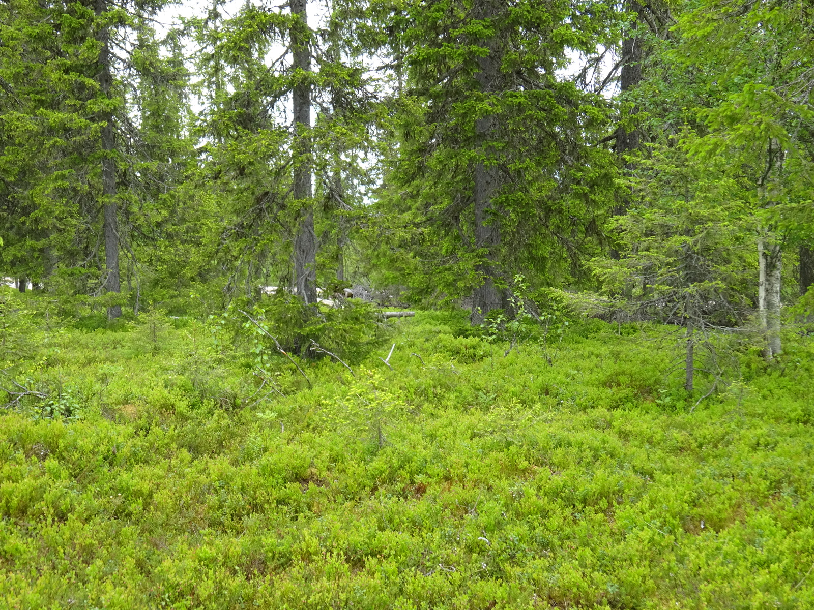 Runsaskasvuisen kuusivaltaisen metsän aluskasvillisuutena on mustikanvarpuja.