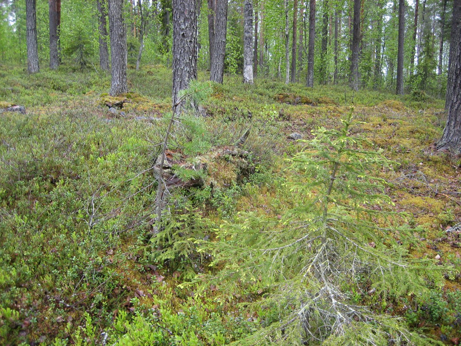 Kesäisessä sekametsässä kasvaa koivuja, kuusia ja mäntyjä. Etualalla on vanha kanto.