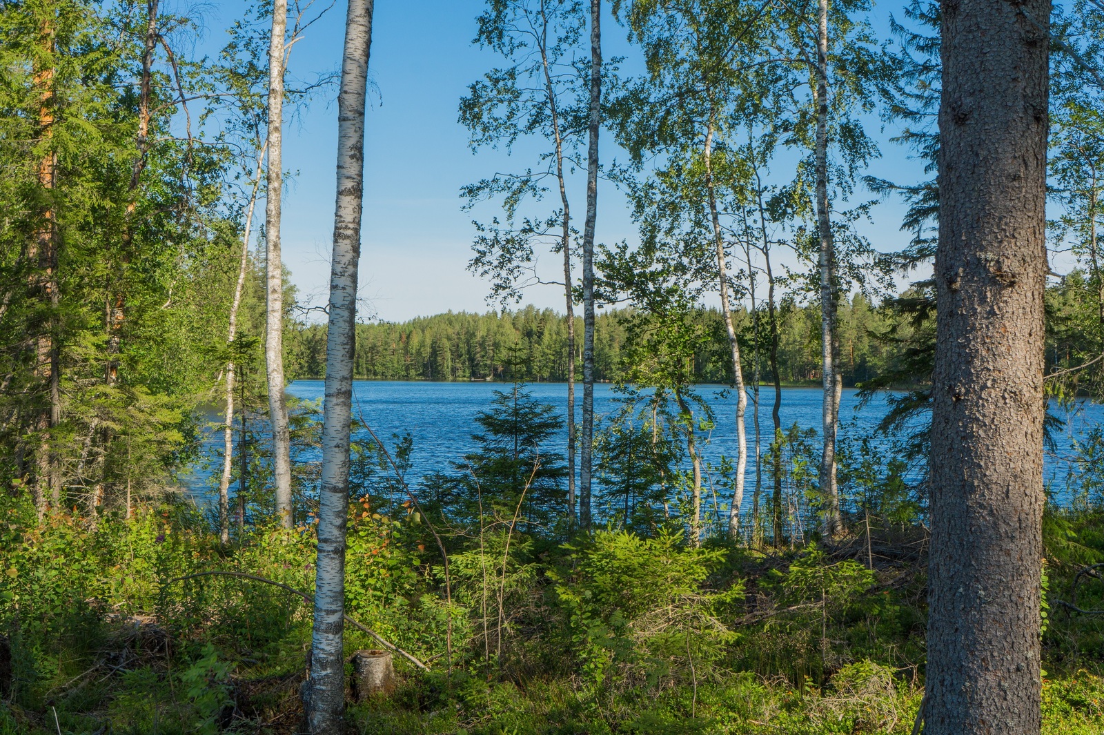 Rannassa kasvavien puiden takaa avautuu kesäinen järvimaisema.