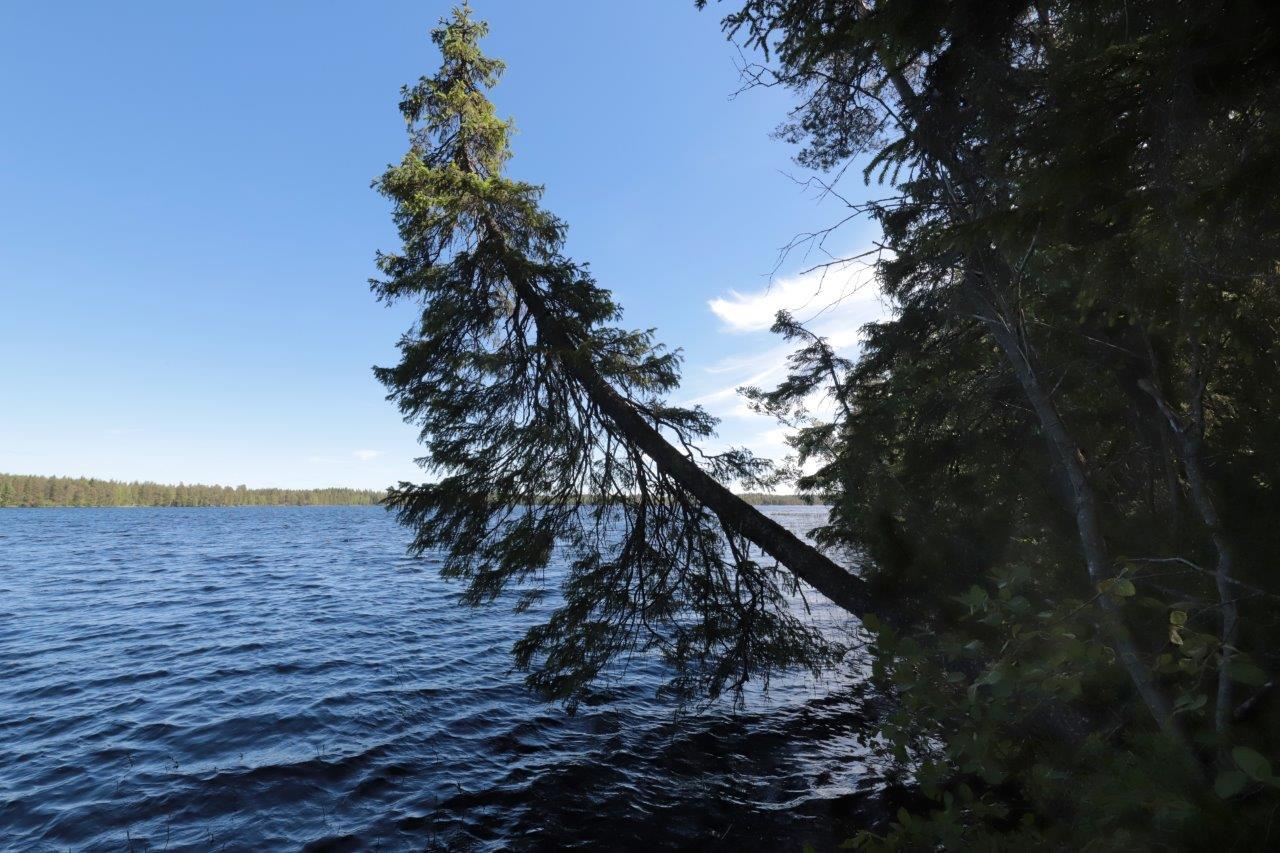 Kesämaisemassa suuri kuusi on kaartunut järven ylle. Rannalla sekametsää ja taivas lähes pilvetön.