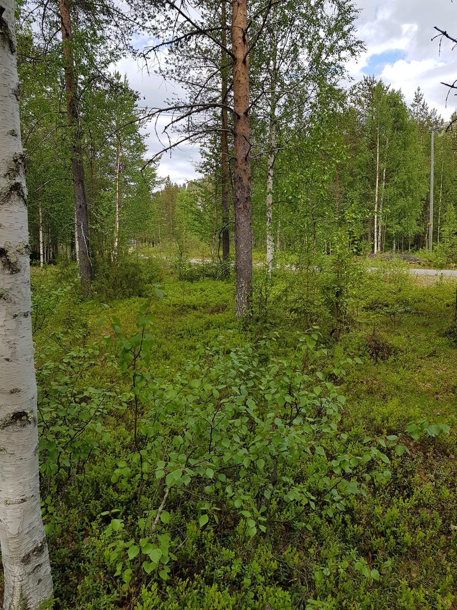 Kesäisen sekametsän halki kulkee tie. Etuvasemmalla on koivu.