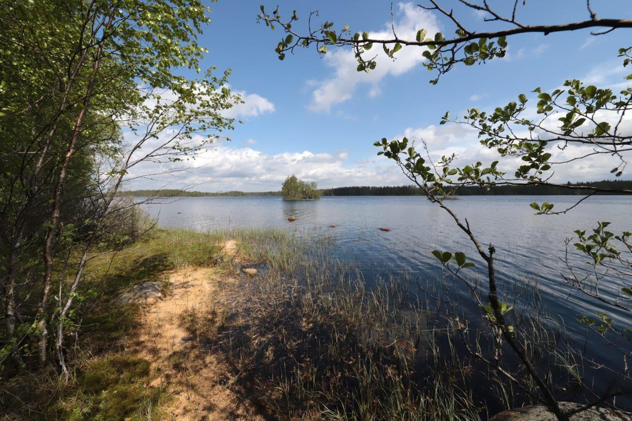 Lepät ja koivut reunustavat kesäistä järvimaisemaa. Etualalla on vesikasveja ja horisontissa saari.