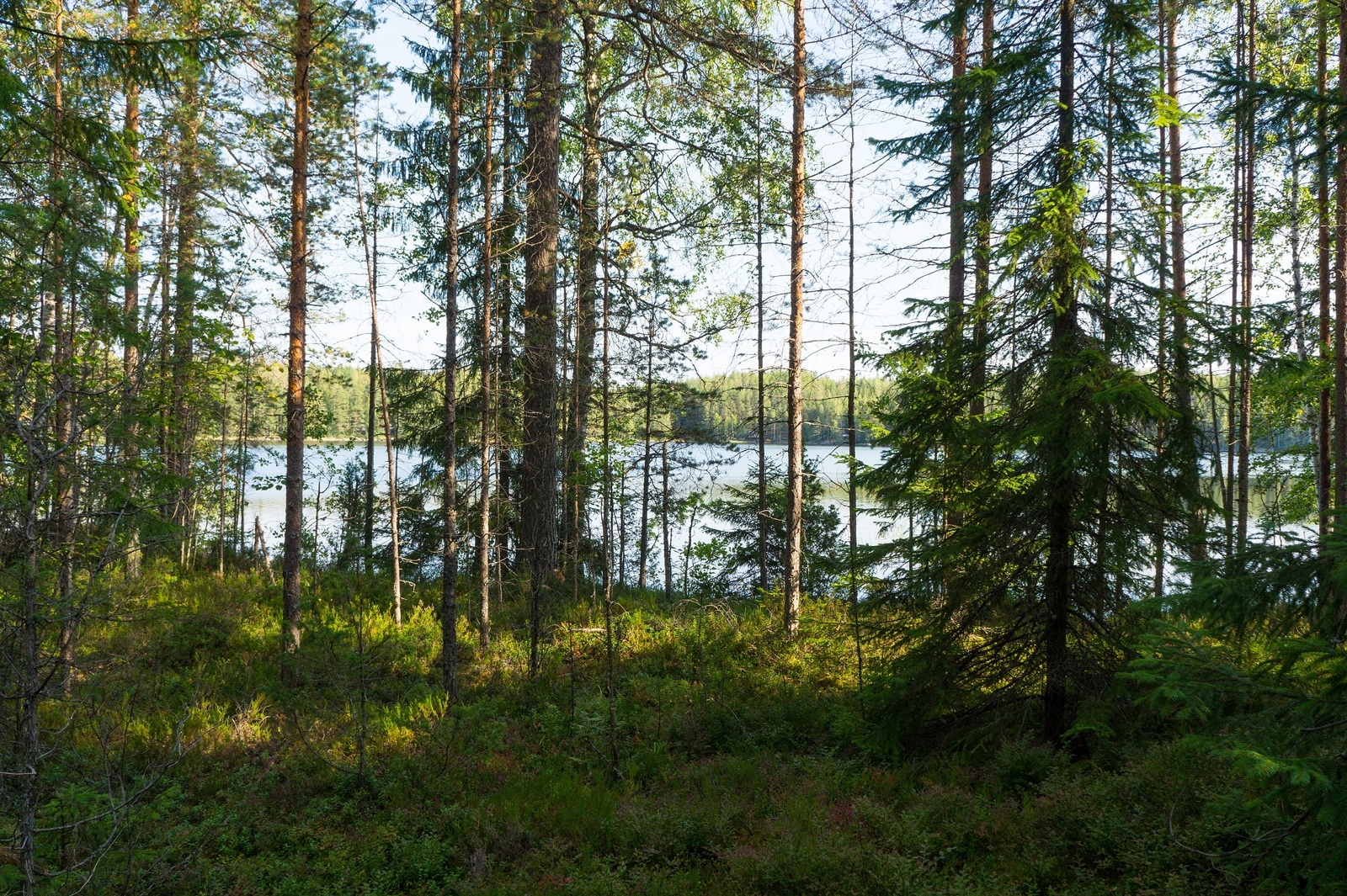 Rannan tuntumassa kasvavan kesäisen sekametsän takana avautuu järvimaisema.