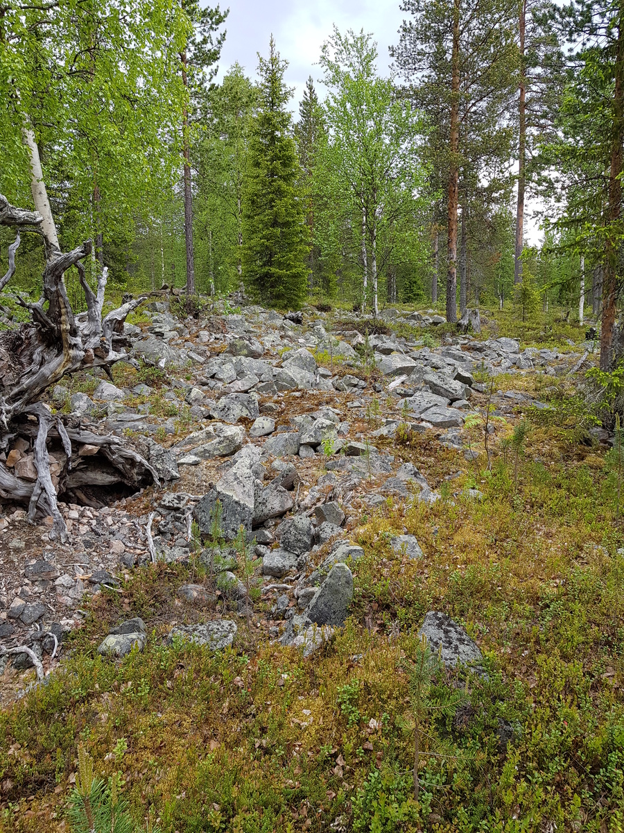 Kesäisessä metsässä kasvaa koivuja, mäntyjä ja kuusia. Keskellä on kivikko ja kelojuurakko.