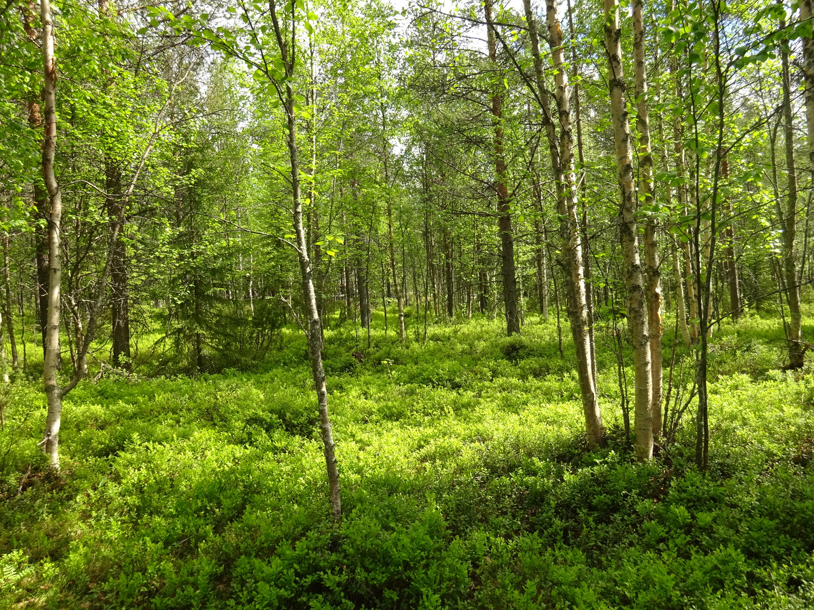 Kesäisessä sekametsässä kasvaa kuusia, mäntyjä, katajia ja koivuja. Aurinko paistaa metsään.