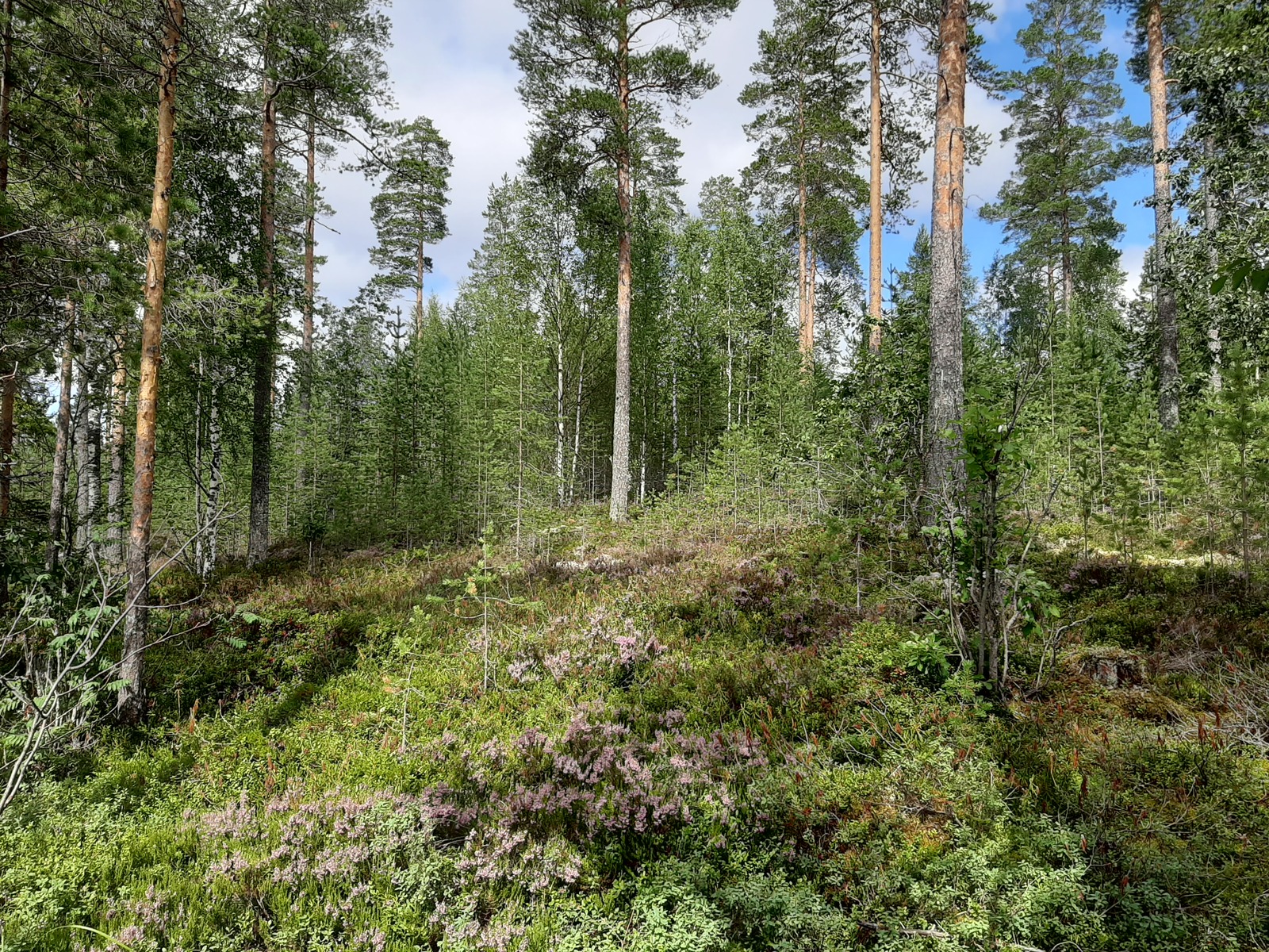 Aurinko paistaa loivassa rinteessä kasvavaan sekametsään.