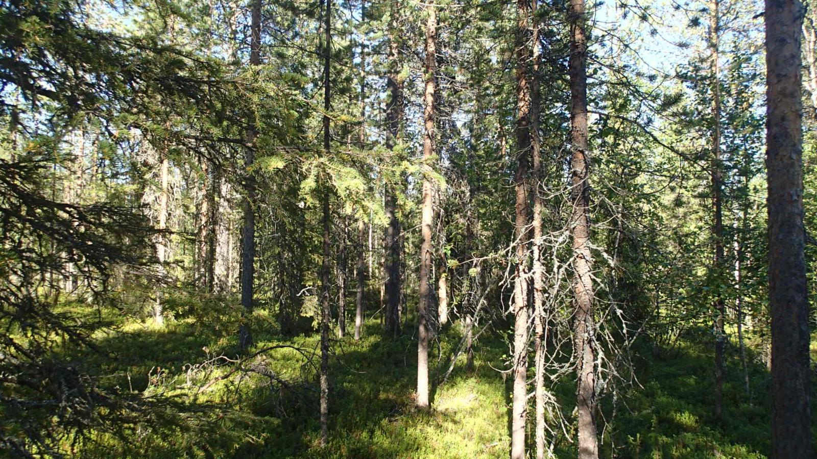 Aurinko paistaa tiheäkasvuiseen sekametsään.