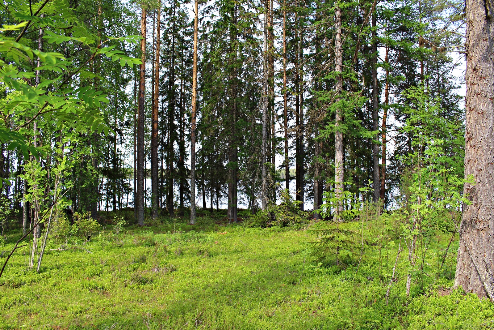 Rannalla kasvavassa metsässä on pihlajia, kuusia ja mäntyjä. Taustalla häämöttää järvi.