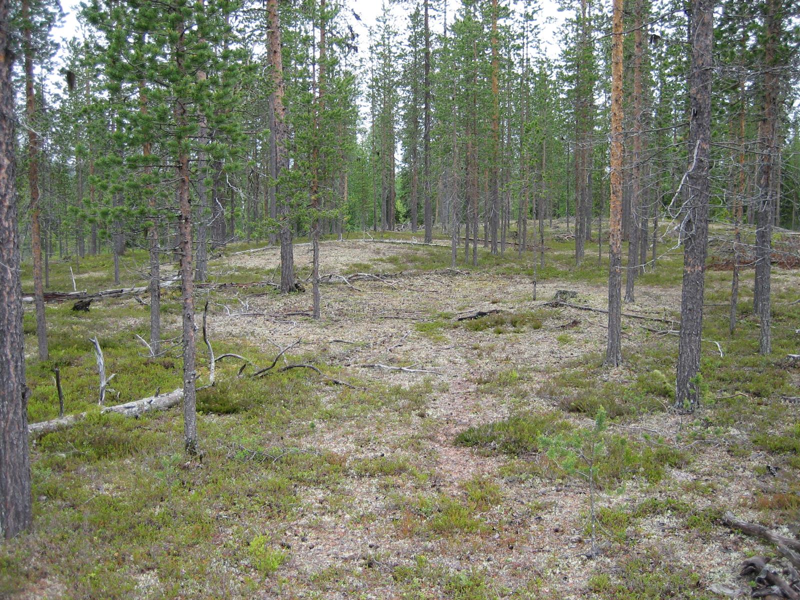 Avara kangasmetsä, jossa kaatuneita keloja.