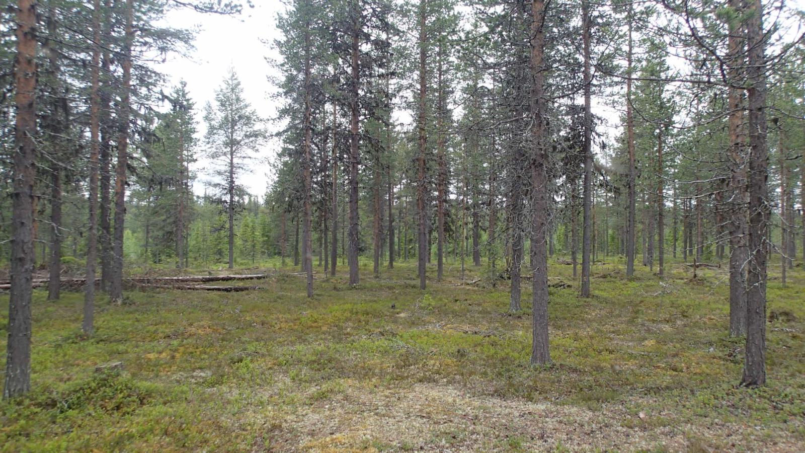 Avara kangasmetsä.