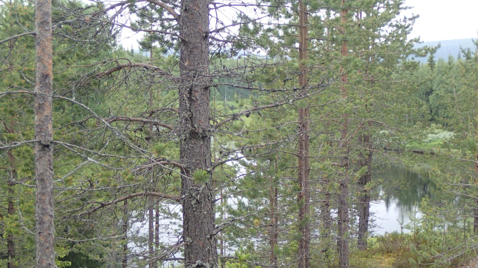 Mäntyjen takana virtaava Kemijoki.