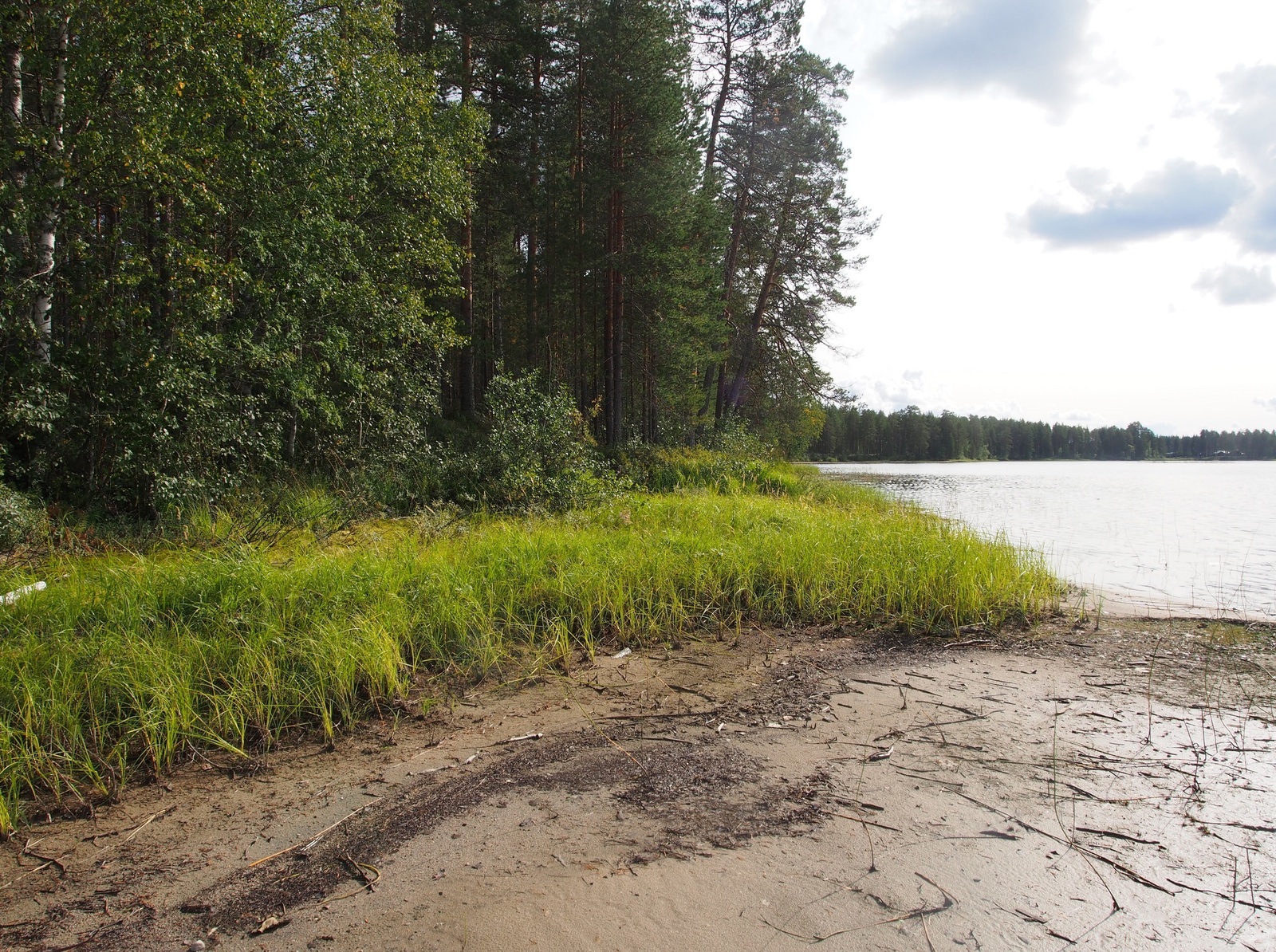 Kesämaisemassa sekametsä reunustaa järveä. Etualalla on hiekkainen ranta.