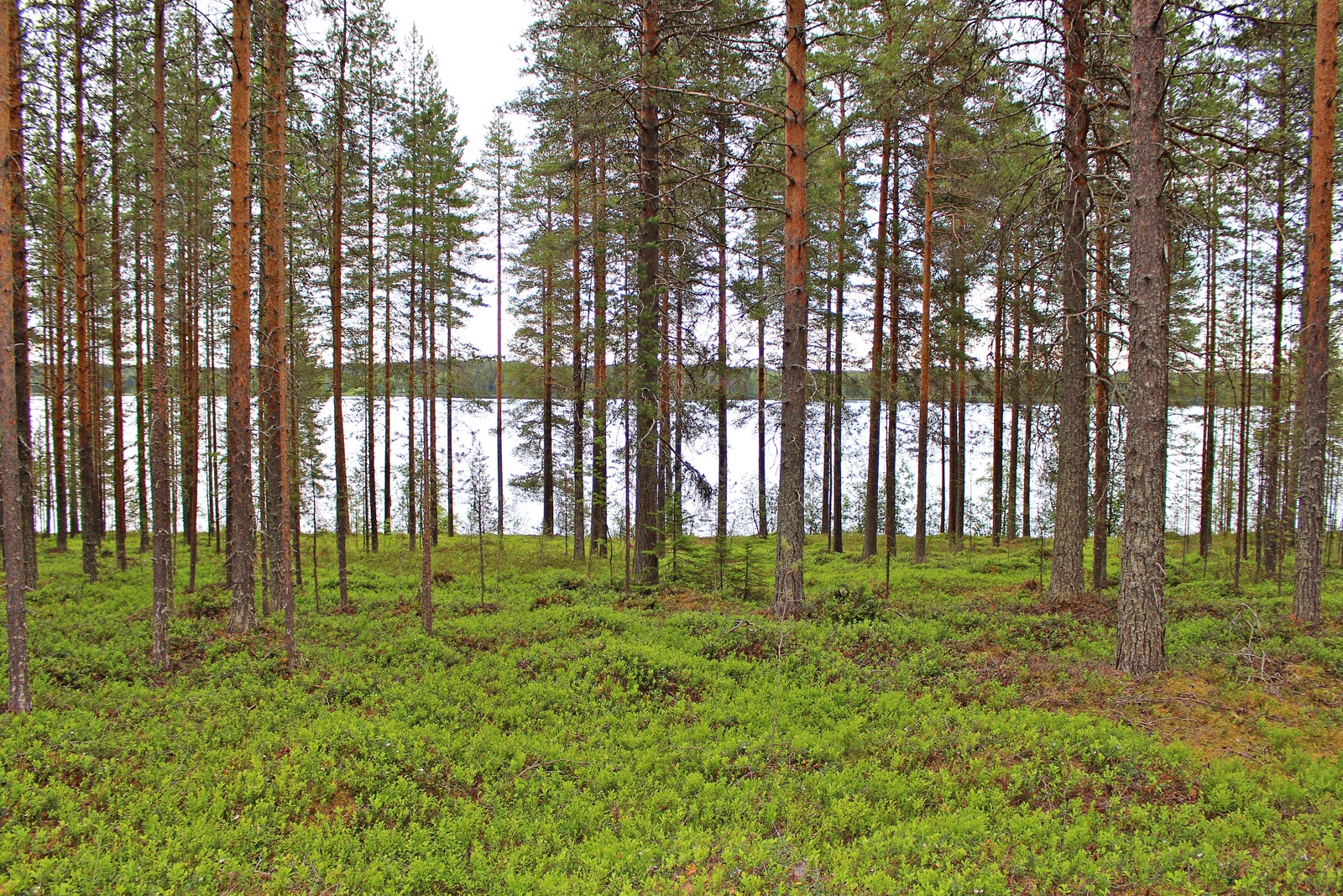 Avaran mäntymetsän takana avautuu järvimaisema.