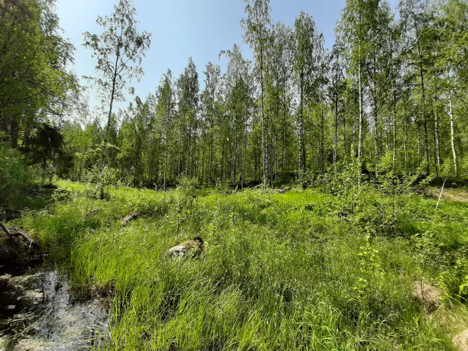 Etualalla rehevä rantakosteikko, jonka takana kesäinen koivikko.