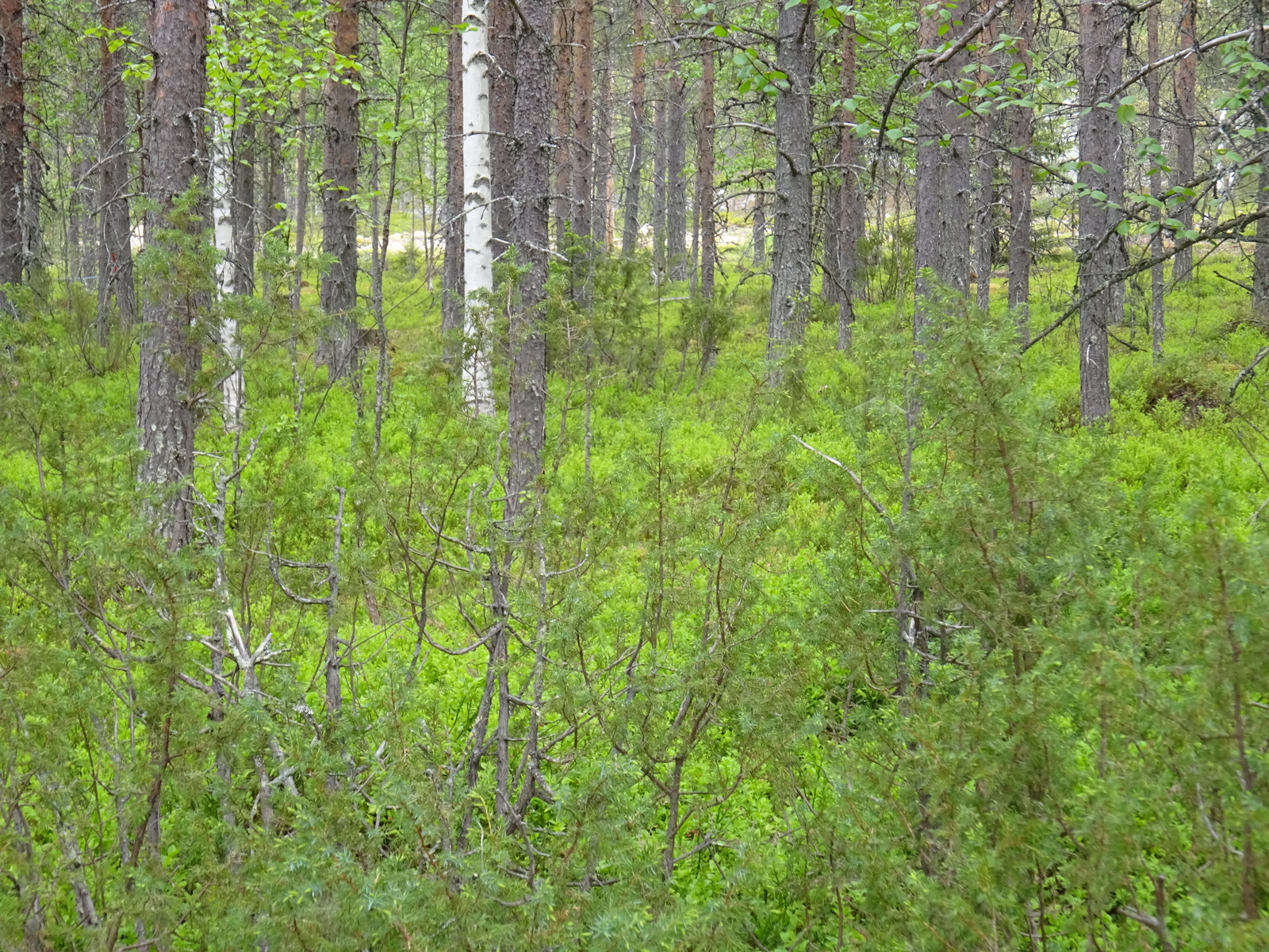 Mäntyvaltaisessa metsässä kasvaa myös koivuja ja katajia. Taka-alalla kulkee tie.