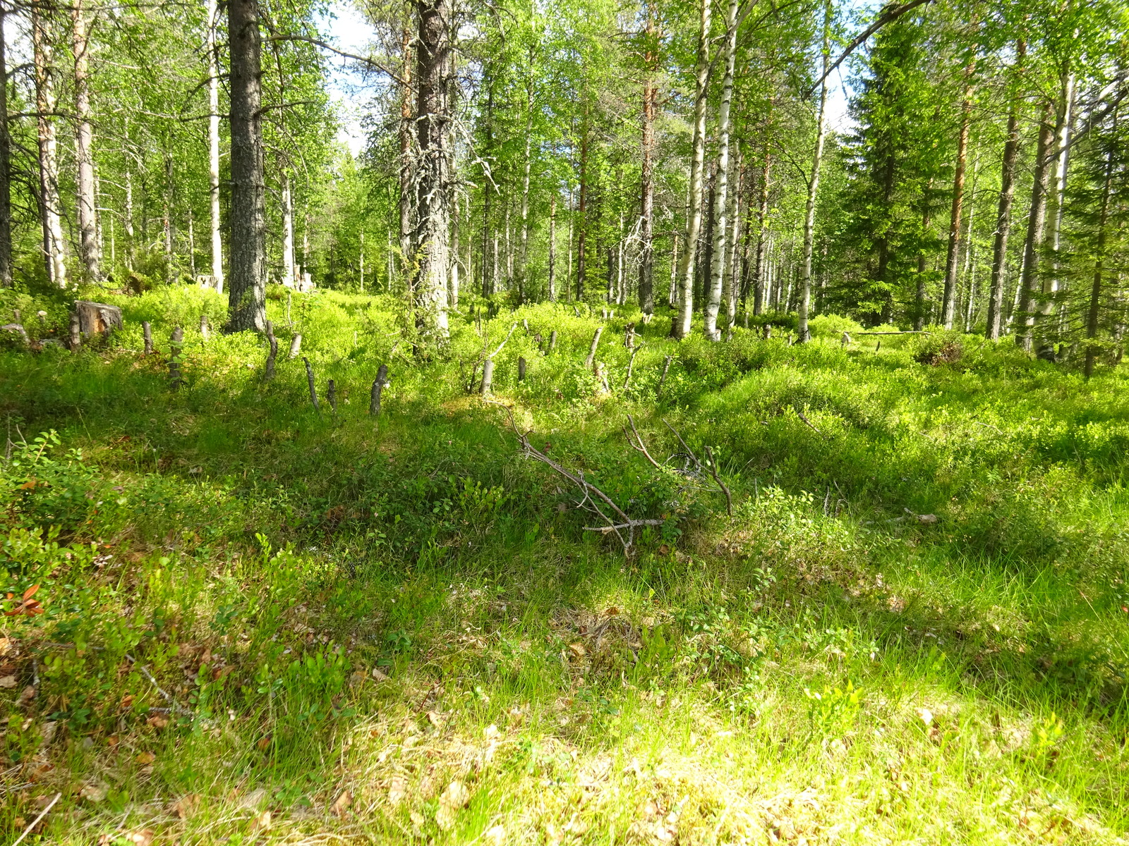 Aurinko paistaa sekametsän puuttomalle alueelle, jonka takana kasvaa koivuja, mäntyjä ja kuusia.