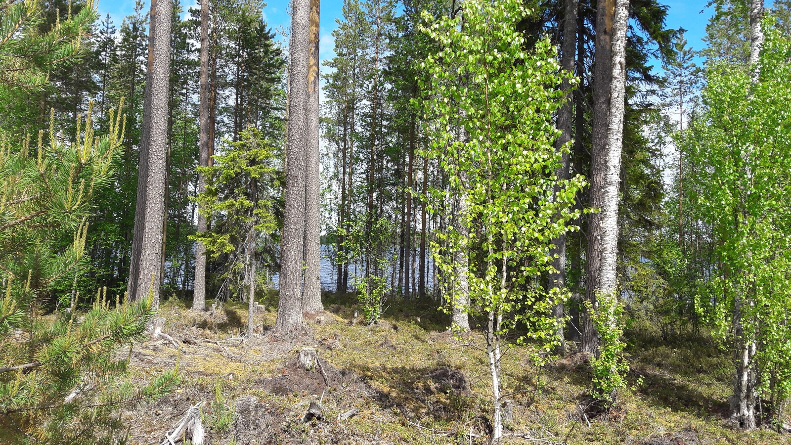 Rannan tuntumassa kasvavan kesäisen sekametsän taustalla häämöttää järvi.