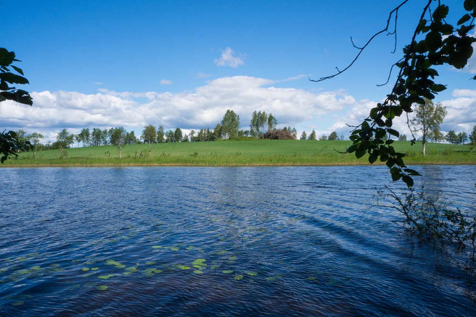 Oksat reunustavat kesäistä järvimaisemaa. Rantavedessä kasvaa ulpukoita ja vastarannalla on pelto.