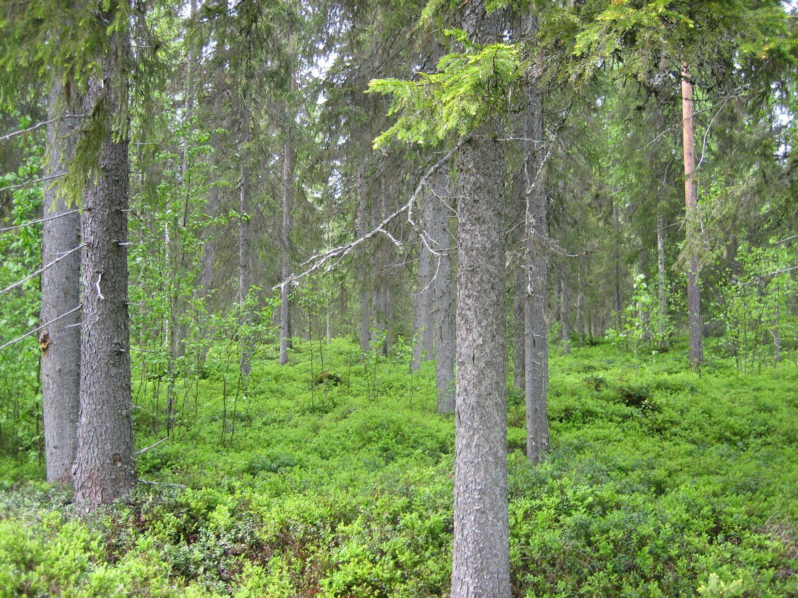 Kuusivaltaisessa metsässä kasvaa myös nuoria lehtipuita. Aluskasvillisuutena on mustikanvarpuja.