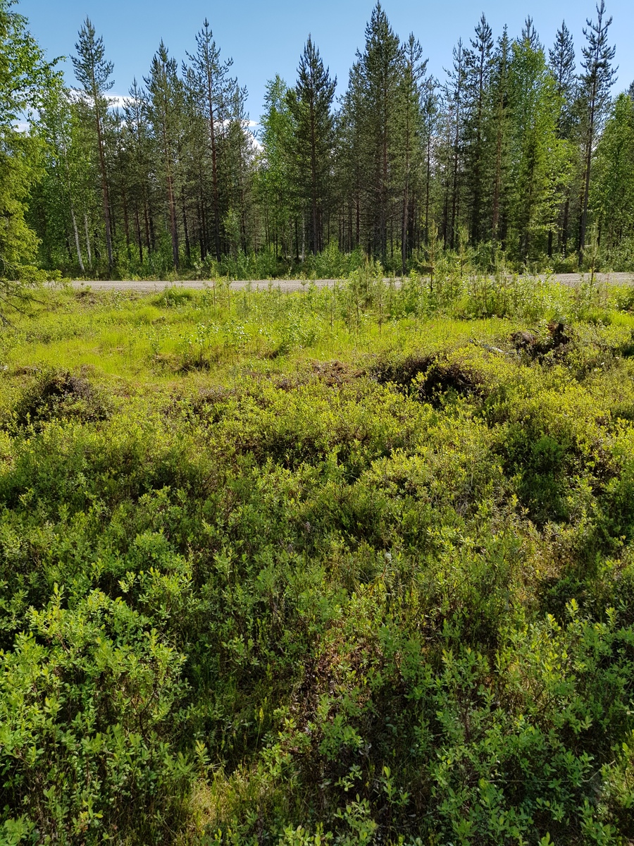 Tien reunustalla on puuton alue, jolla kasvaa runsaasti mustikanvarpuja ja puiden taimia.