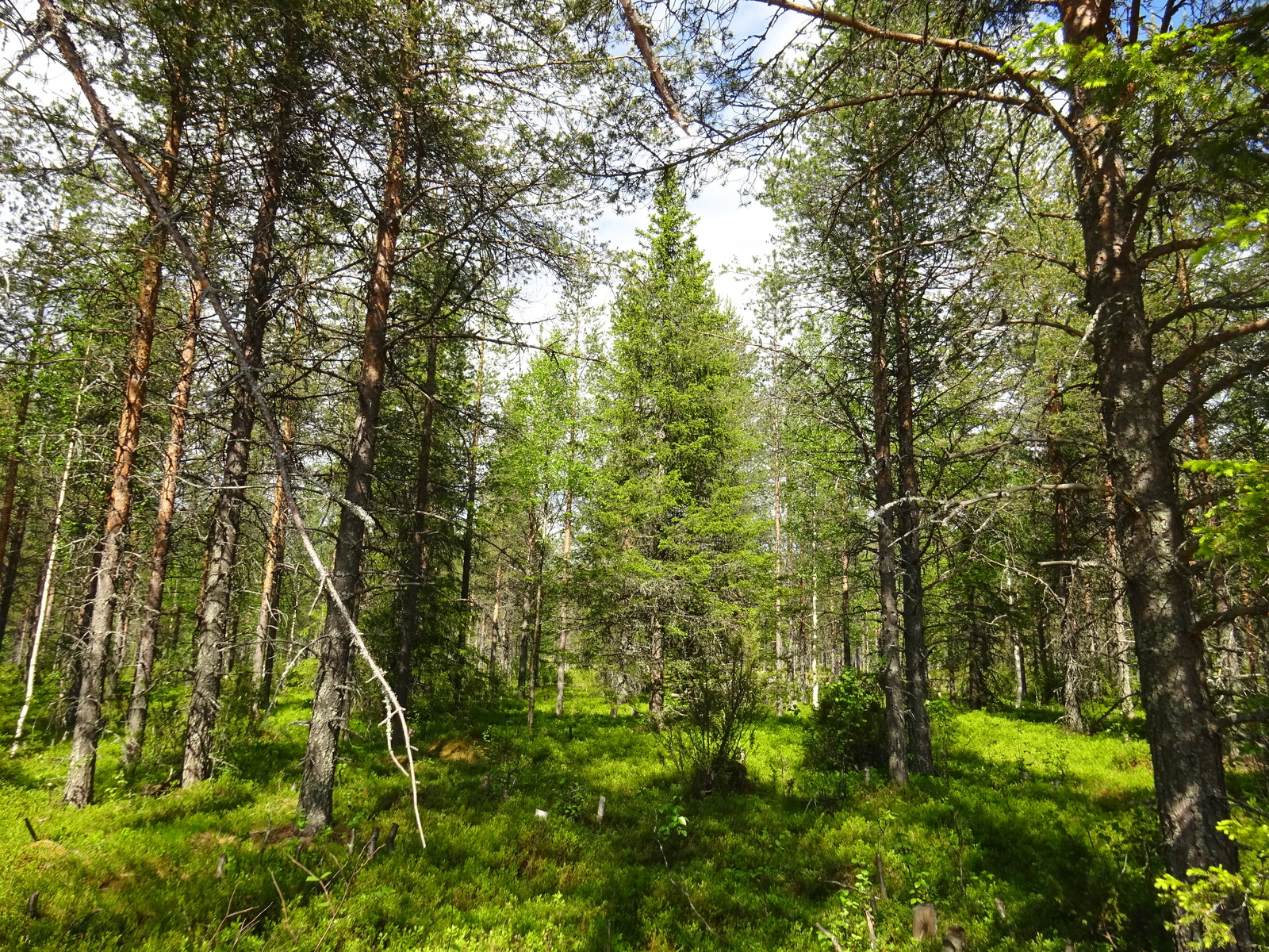 Aurinko paistaa havupuuvaltaiseen metsään.