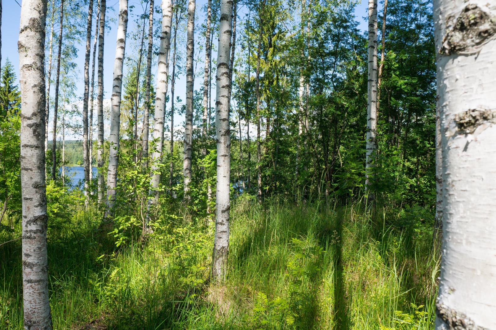 Kesäisen koivikon taustalla häämöttää järvimaisema.