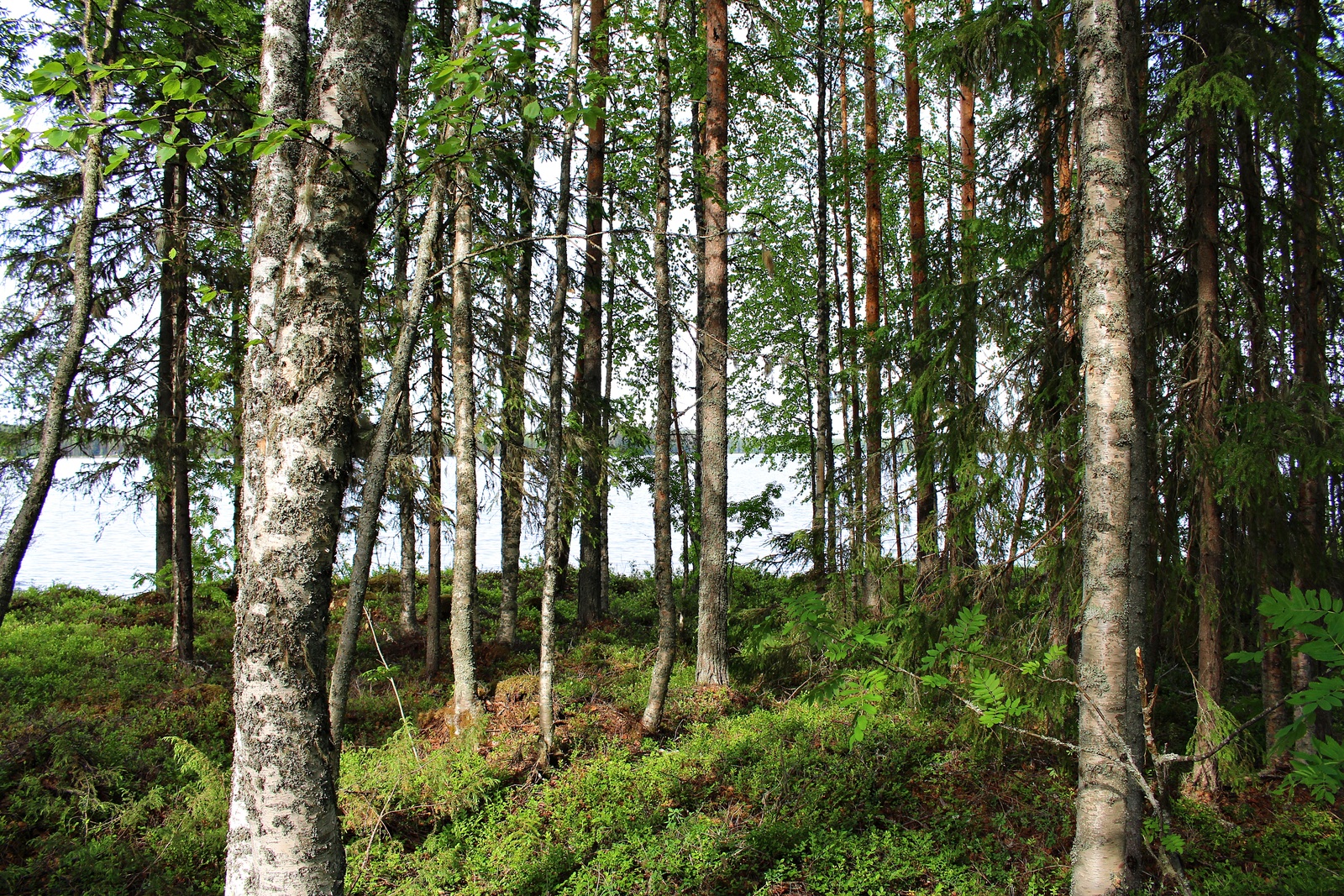 Rannan tuntumassa kasvavan kesäisen sekametsän takana häämöttää järvimaisema.