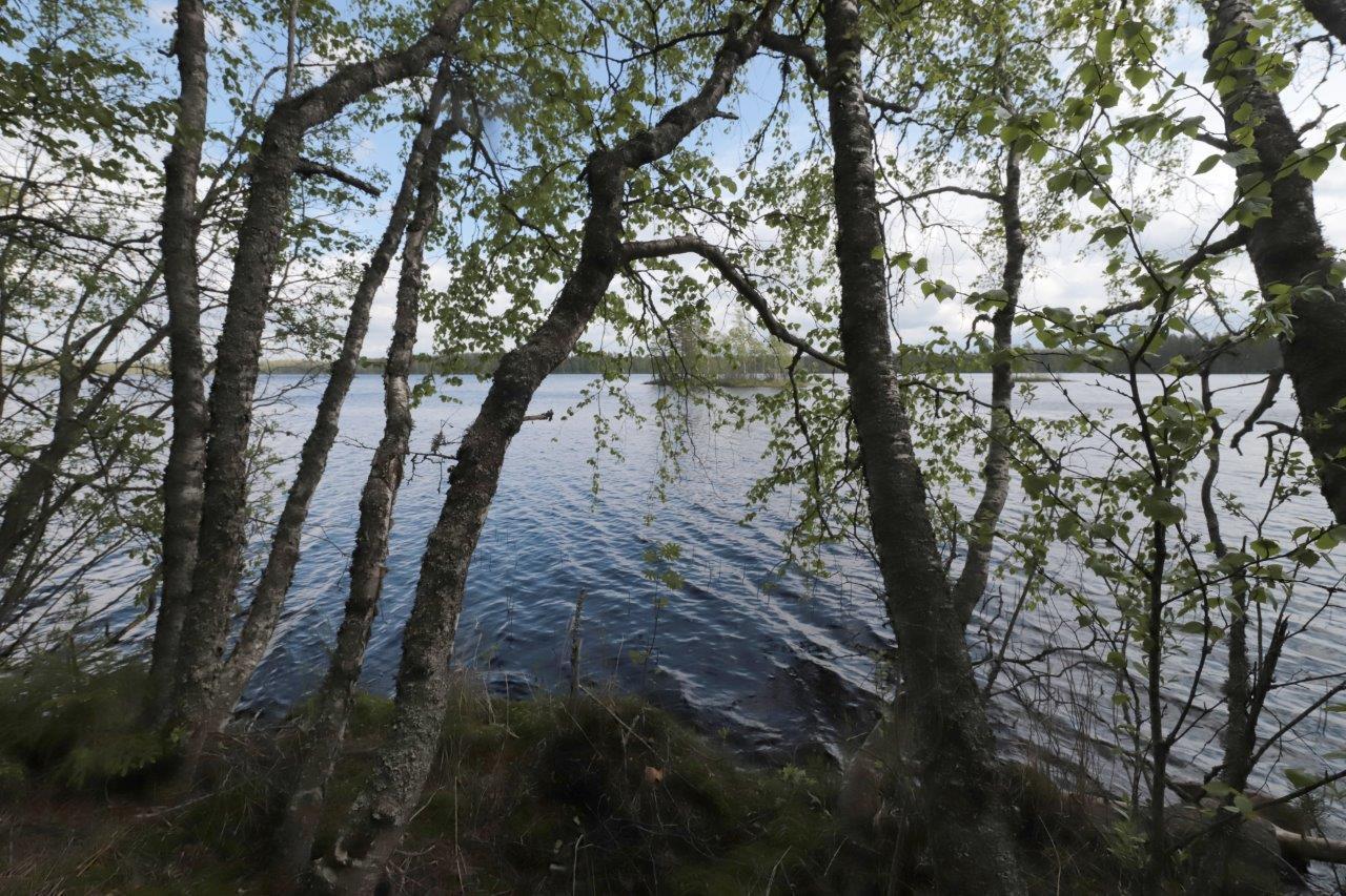 Rannassa kasvavien koivujen takana aukeaa kesäinen järvimaisema.