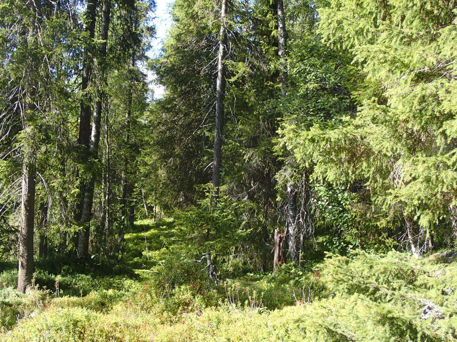 Aurinko paistaa tiheäkasvuiseen kuusikkoon.