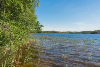 Kesäisen järven rannalla kasvaa vehreitä lehtipuita. Rantavedessä on vesikasveja.