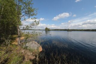 Rannassa kasvavien lehtipuiden oikealla puolella avautuu järvimaisema. Rannassa on kivi.