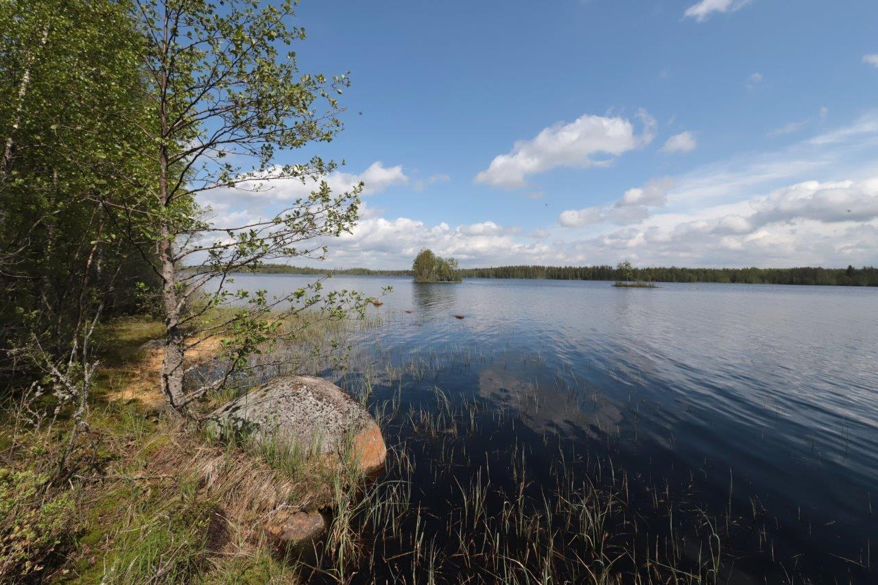 Rannassa kasvavien lehtipuiden oikealla puolella avautuu järvimaisema. Rannassa on kivi.