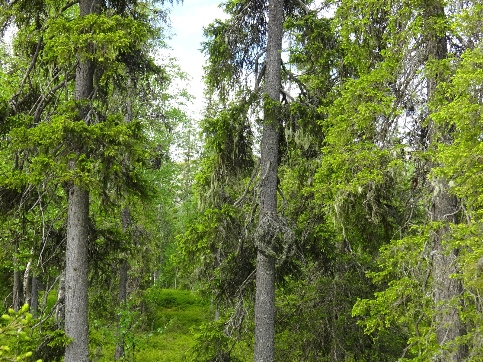 Runsaskasvuisessa kuusivaltaisessa metsässä kasvaa myös lehtipuita.