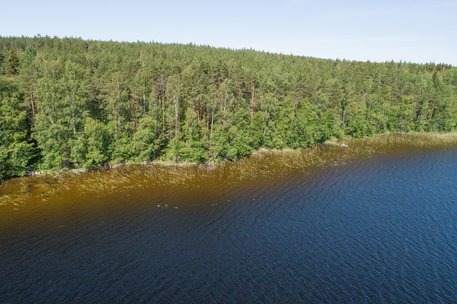 Kesäisen vehreä sekametsä reunustaa järveä. Ilmakuva.