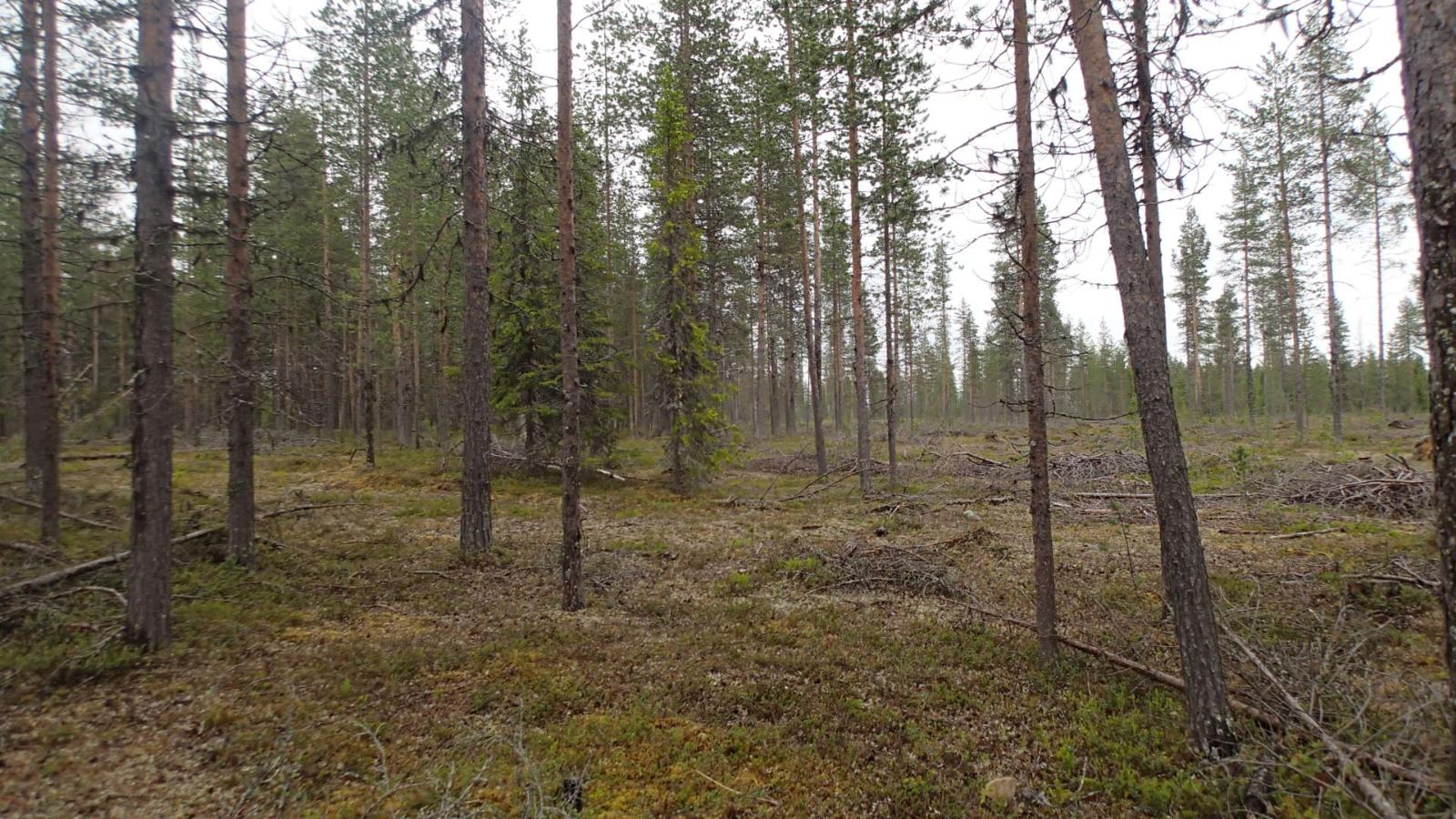 Avara, karsittu mäntyvaltainen metsä.